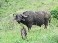 Buffalo Stock photos free to use. Royalty free.