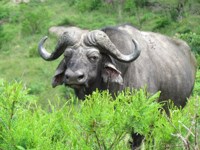 Stock photos free to use. Royalty free. Bush
                buffalo