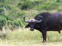 Stock photos free to use. Royalty free. Buffalo in
                the bush