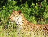 Free stock photos to use on my website. Cats, big
                cats, leopard