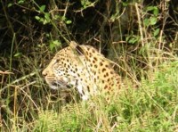 Free Stock photos of cats. Royalty free leopard
                photos