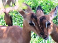 Free Photos to use on my website. Free stock
                photos. Baby Impala cuddling