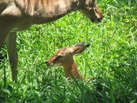 Baby and mother impala. Baby animals. Free Photos
                to use on my website. Free stock photos.
