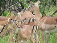 Free Photos to use on my website. Free stock
                photos. Cute baby animals. Impala
