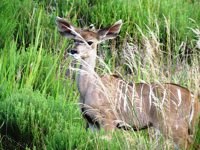 Baby animals. Baby Kudu antelope. Free pictures of
                baby animals to use on my website