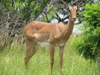 Free Photos to use on my website. Mother Impala.
                Free stock photos.