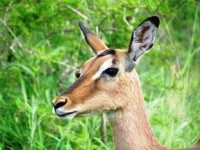 Free Photos to use on my website. Free stock
                photos. Impala with Red Billed Oxpecker