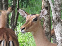 Free Photos to use on my website. Impala ewe. Free
                stock photos.