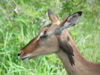 Red billed Oxpecker on Impala ewe. Free Photos to
                use on my website. Free stock photos.