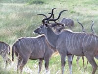 Batchelor herd of Kudu. Free Photos to use on my
                website. Free stock photos.