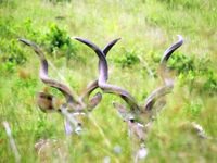 Free Photos to use on my website. Free stock
                photos. Kudu horns