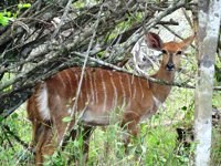 Female Nyala. Free Photos to use on my website.
                Free stock photos.