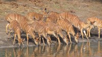 Free Photos to use on my website. Nyala mothers
                drinking. Free stock photos.