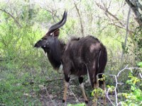 Nyala ram. Free stock photos.
