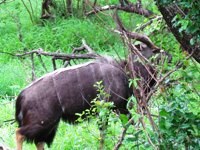 Nyala. Free Photos to use on my website. Free stock
                photos.