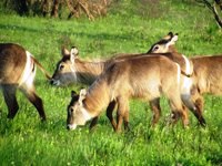 Waterbuck. Free Photos to use on my website. Free
                stock photos.