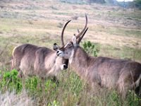 Waterbuck bulls fighting. Royalty free photos
