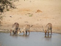 Waterbuck at Mathasela hide in Tembe Elephant Park.
                Free pictures