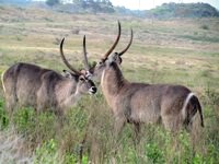 Waterbuck in iSimangaliso, St Lucia. Free Photos to
                use on my website. Free stock photos.