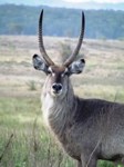 Waterbuck in St Lucia South Africa. Free photos to
                use. Stock photos