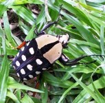 Royalty free stock photos of insects. Insect
                pictures to download. Fruit chafer beetle