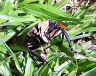 Free pictures of insects to use . Images of
                insects. Fruit chafer beetle
