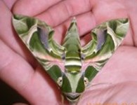 Royalty free Stock Photos of Insects. Insect
                pictures free