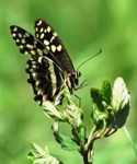Royalty free Stock
              Photos of Insects. Insect pictures free. Citrus
              Swallowtail Burrerfly