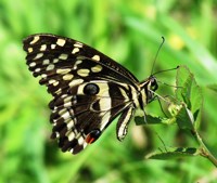 Royalty free Stock
              Photos of Insects. Insect pictures free. Citrus
              Swallowtail