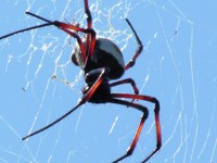 Royalty free Stock
              Photos of Insects. Insect pictures free. Golden Orb
              Spider