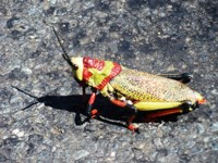 Royalty free Stock Photos of Insects. Insect
                pictures free. Poisonous Locust