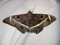 Royalty free Stock Photos of Insects. Insect
                pictures free. Eye Moth
