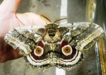 Royalty free Stock Photos of Insects. Insect
                pictures free. Giant Moth