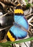 Royalty free Stock Photos of Insects. Insect
                pictures free. Rare Butterfly. Gold Banded Forester