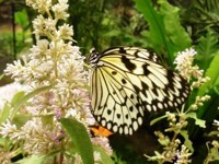 Royalty free Stock Photos of Insects. Insect
                pictures free. Exotic Butterfly