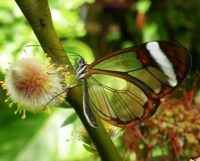 Royalty free Stock Photos of Insects. Insect
                pictures free. Transparent Butterfly