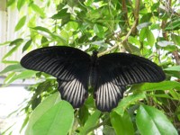 Royalty free Stock Photos of Insects. Insect
                pictures free. Black Butterfly