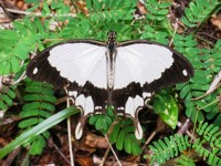Royalty free Stock Photos of Insects. Insect
                pictures free. Milkweed Butterfly