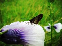 Royalty free Stock Photos of Insects. Insect
                pictures free. Butterfly