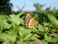Royalty free Stock Photos of Insects. Insect
                pictures free. Dancing Acrea Butterfly