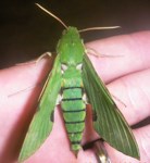 Royalty free Stock Photos of Insects. Insect
                pictures free. Hawk Moth