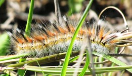 Royalty free Stock Photos of Insects. Insect
                pictures free. Hairy Catepillar