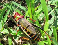 Royalty free Stock Photos of Insects. Insect
                pictures free. Locust