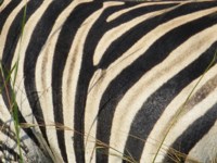 Free Stock photos to use . Free Pictures of Zebra.
                Zebra pattern Stripes. Print