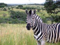 Free Stock photos to use . Free Zebra Pictures.
                Zebra Stripes