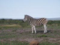 Free Stock photos to use . Free Zebra Pictures.
                Pattern / stripes