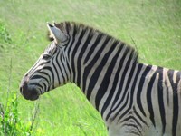 Royalty free pictures to use on my website.
                        Zebra pictures. Zebra print.