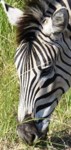 Free Stock photos of Zebra to use on my website /
                blog . Free Zebra Pictures.