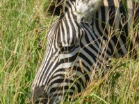 Free Stock photos to use . Free Zebra Pictures for
                my website