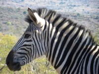 Free Stock photos to use . Free Zebra Pictures.
                Pretty pink zebra